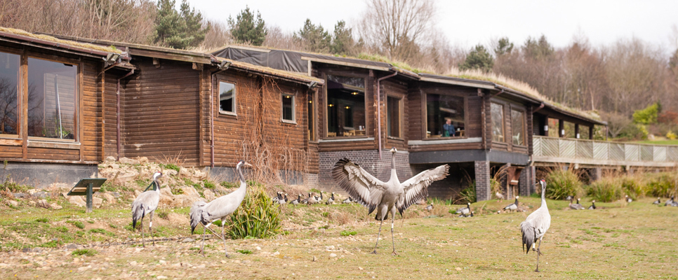 4 cranes WWT Washington history 966x400.jpg