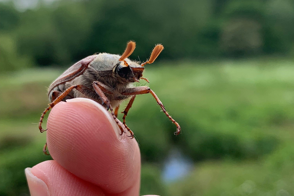 Cockchafer beetle getting to know our local moths