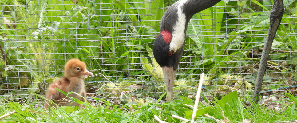 Common crane chick - May 22 966x400.jpg