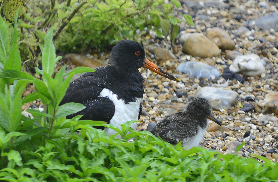 PS Oystercatcher Jun22.jpg