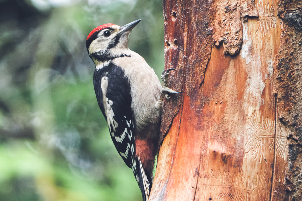 Top tips to IDing juvenile birds in Hawthorn Wood