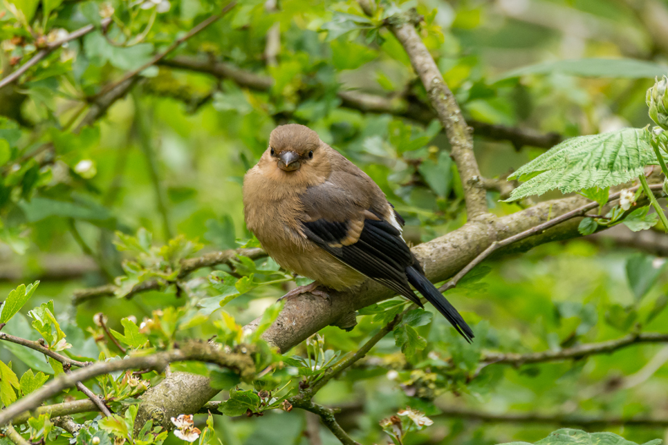 Juvenile bullfinch - Ian Henderson 966x644.jpg