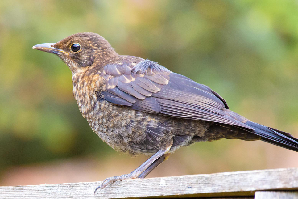 young-uk-blackbird 966x644.jpg