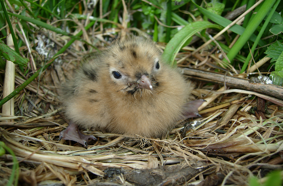 The reserve is alive with chicks