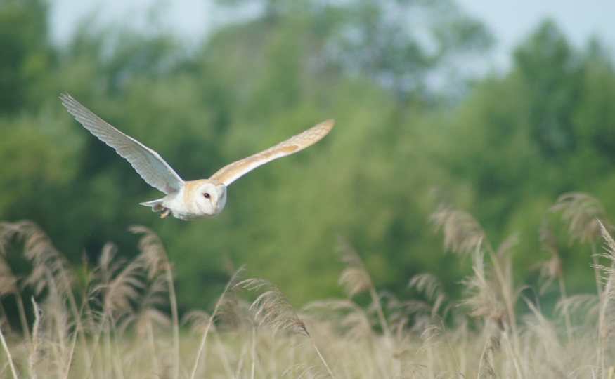 Barn Owl hunting Dumbles