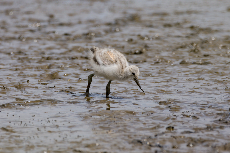 Avocet chick in mud - Ian Henderson 966x644.jpg