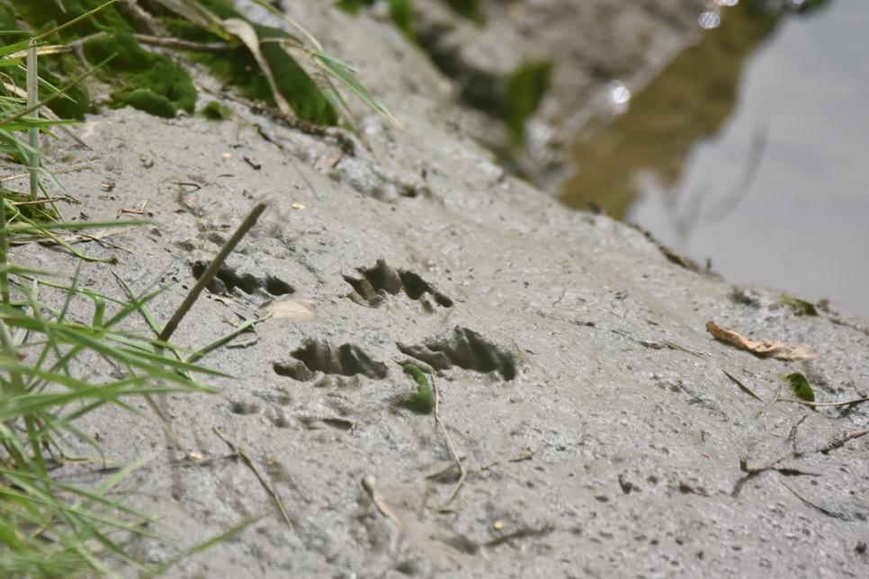 Otter tracks Ian Henderson 966x644.jpg