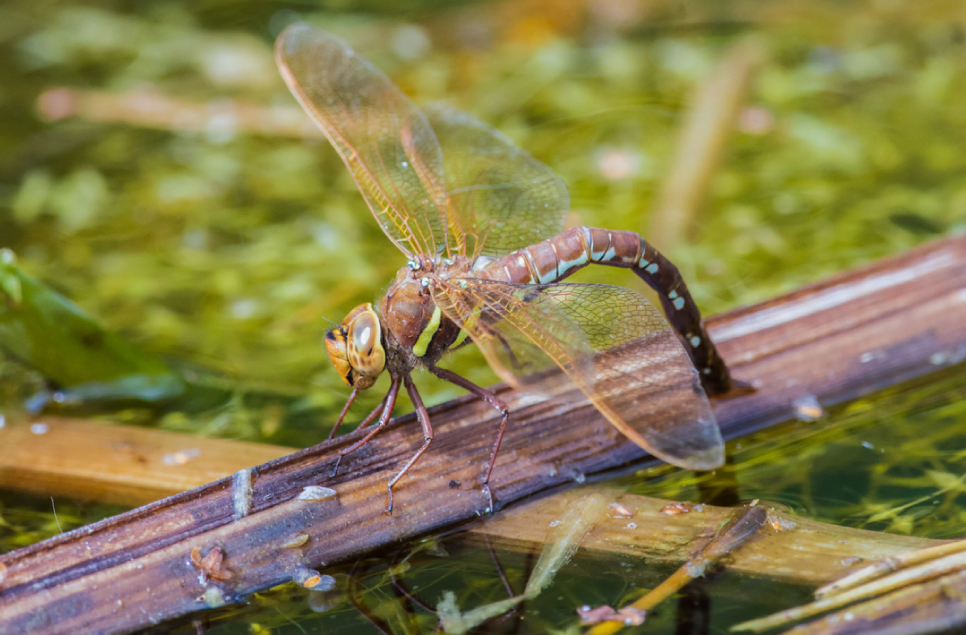 The Creepy Crawlies of Martin Mere