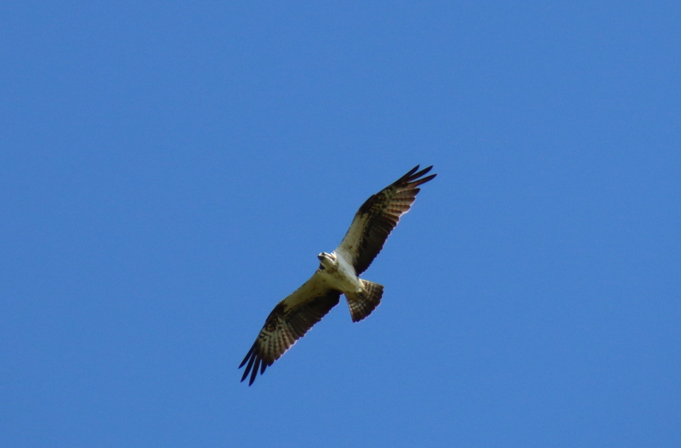 Osprey & Garganey