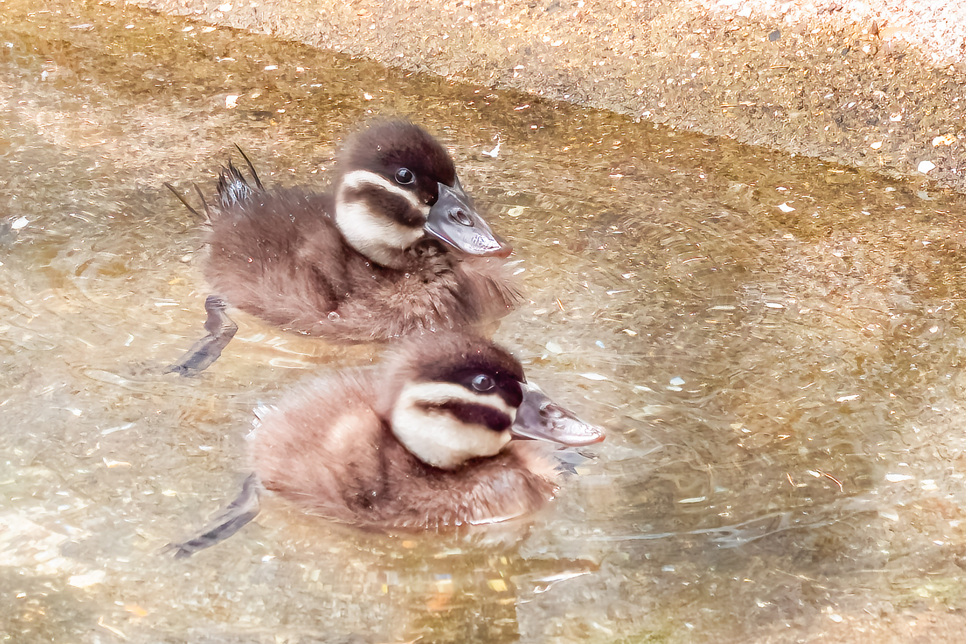 White-headed ducklings - June 22 (2) 966x644.jpg