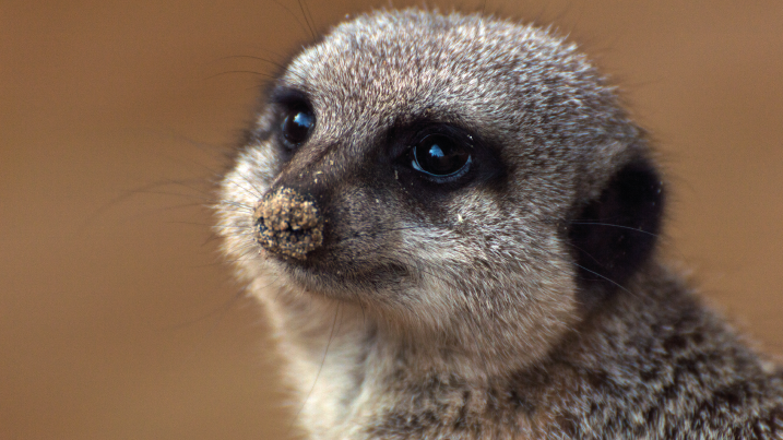 Animal Magic Meerkat