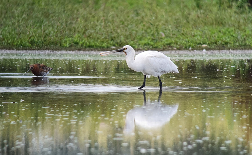 Spoonbills on tour