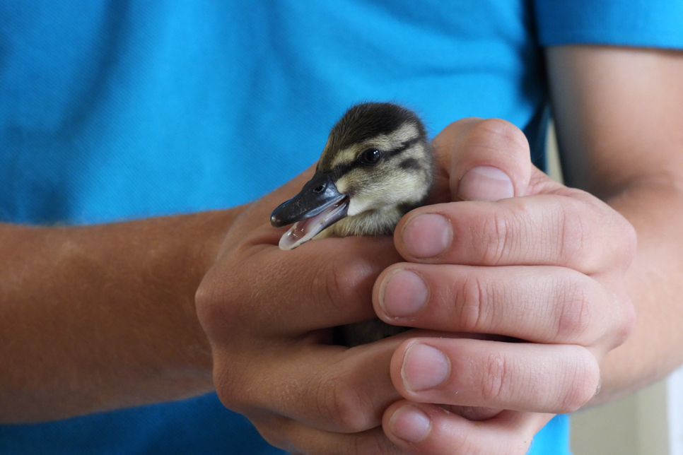 Rare Meller’s ducks hatch at Washington Wetland Centre