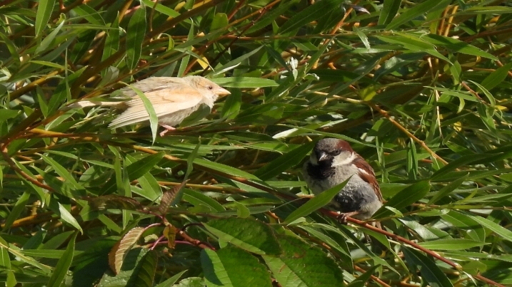 lucy mortlock leucistic house sparrow.jpg