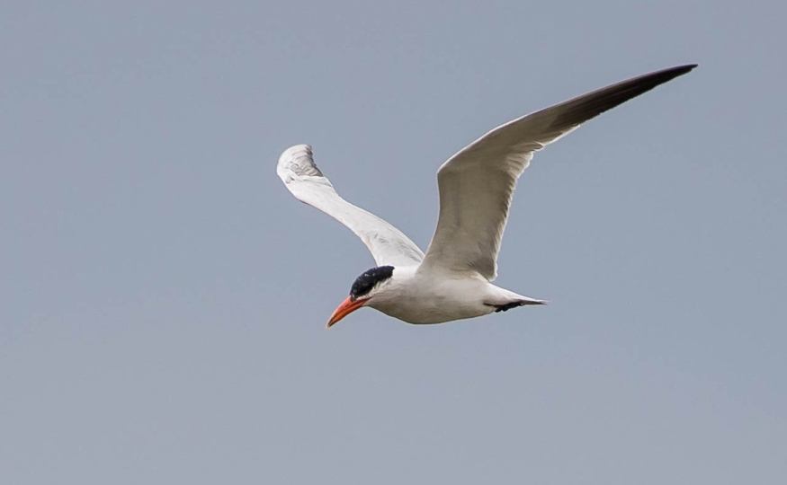 Caspian Tern visits again