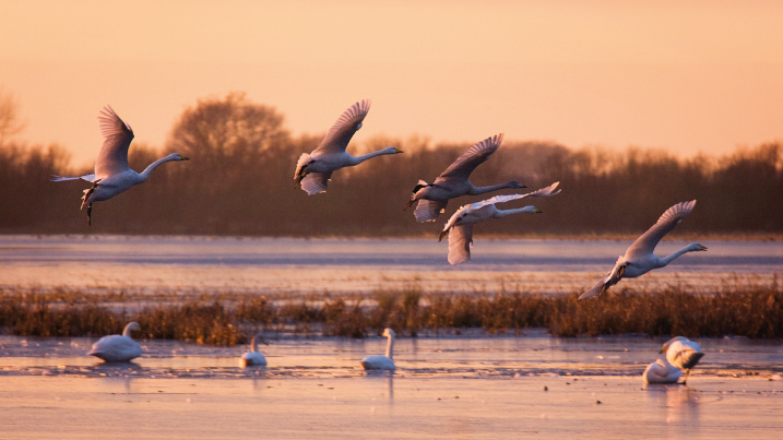 Whooper-Swans-[717-x-403].png