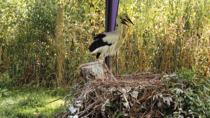 stork-chicks-2-[717].png