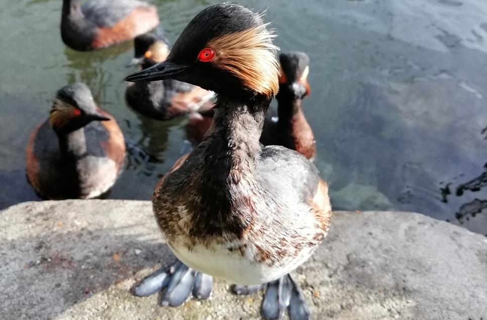 Black neck grebe emma Jacob966.jpg