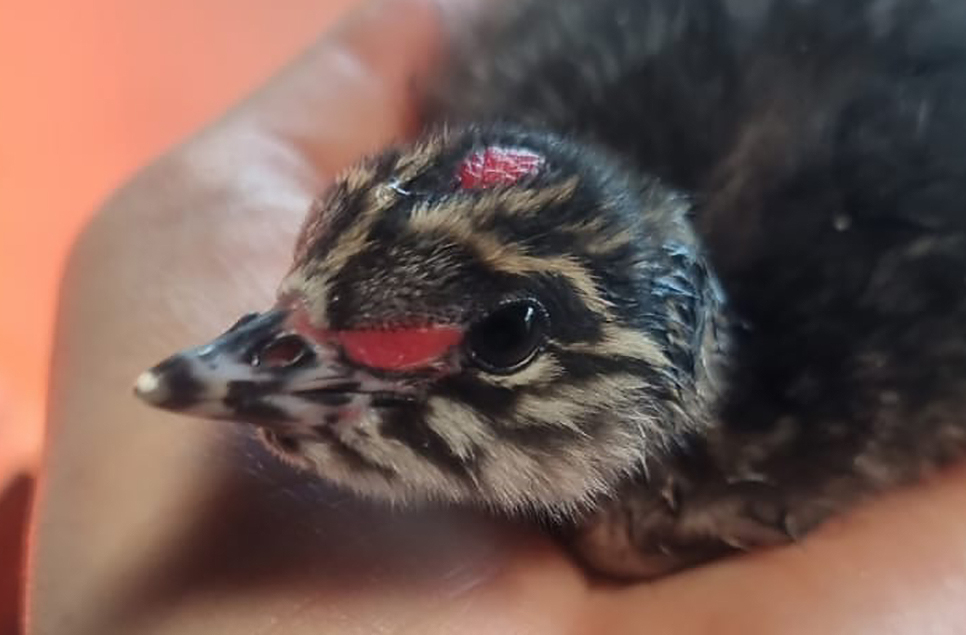 Seven black-necked grebe chicks hatch at Arundel Wetland Centre