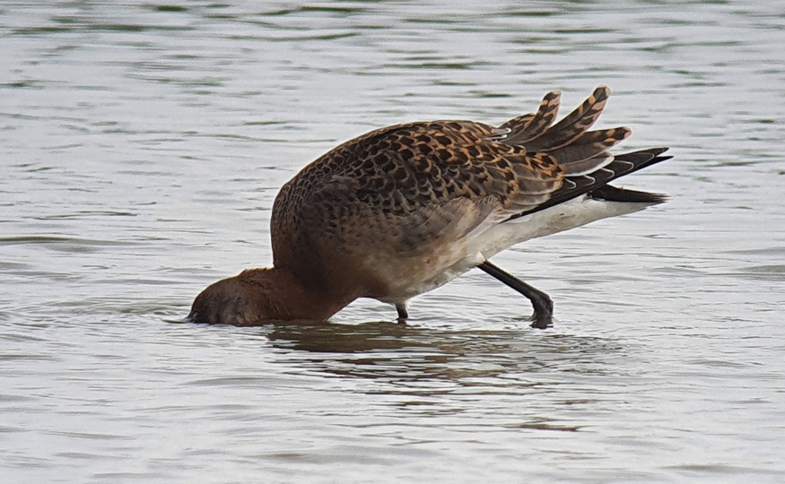 First juvenile Blackwit of the season