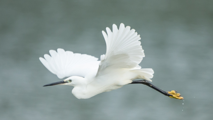 egret.png