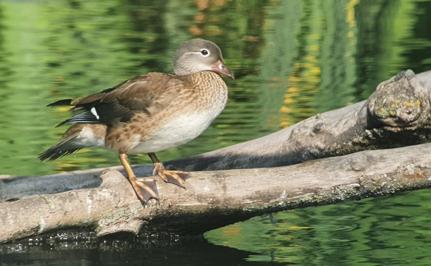 What's the collective noun for Mandarin Duck?