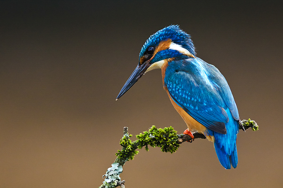 Kingfisher hints and tips - where to spot one this autumn