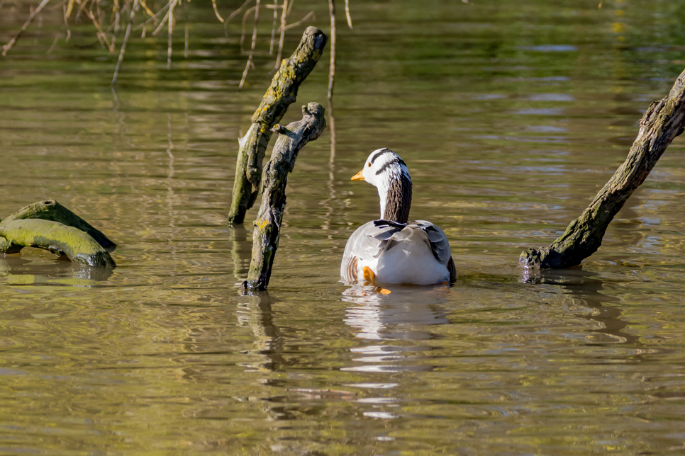 How our animals stay cool in hot weather