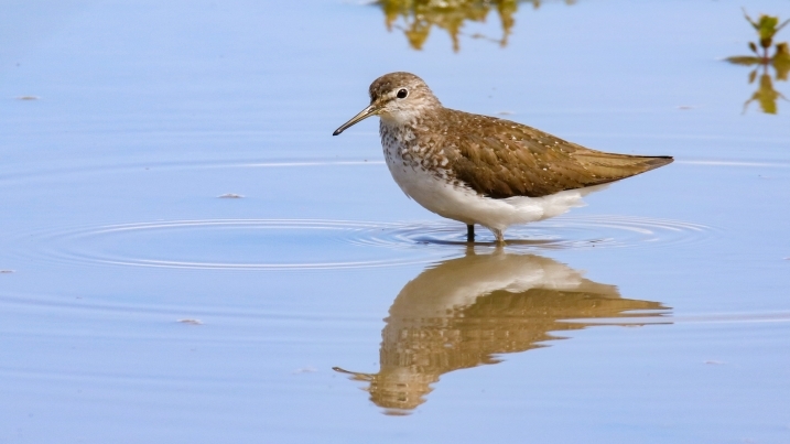 Wildlife sightings for 18th August 2022