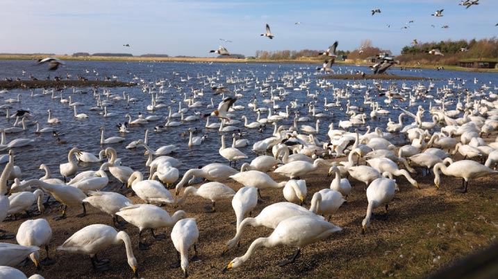 whooper swans feeding at Martin Mere