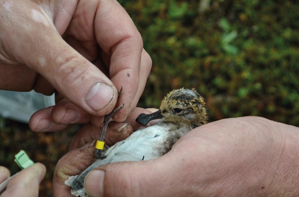 Why is bird ringing so important?