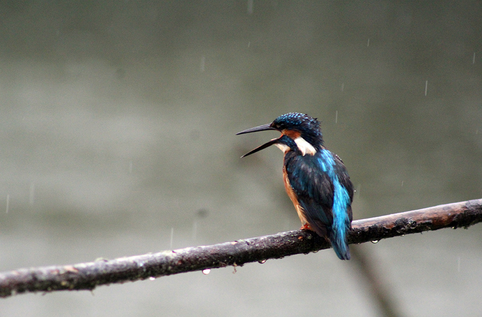 Kingfishers fledge & martins move through