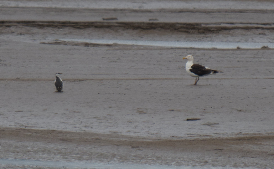 Guillemot still on the estuary