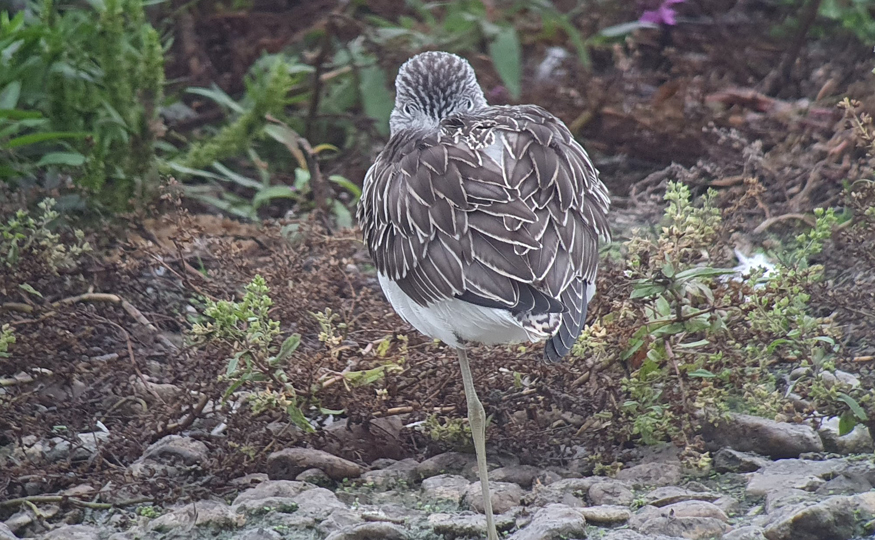 Get to grips with waders