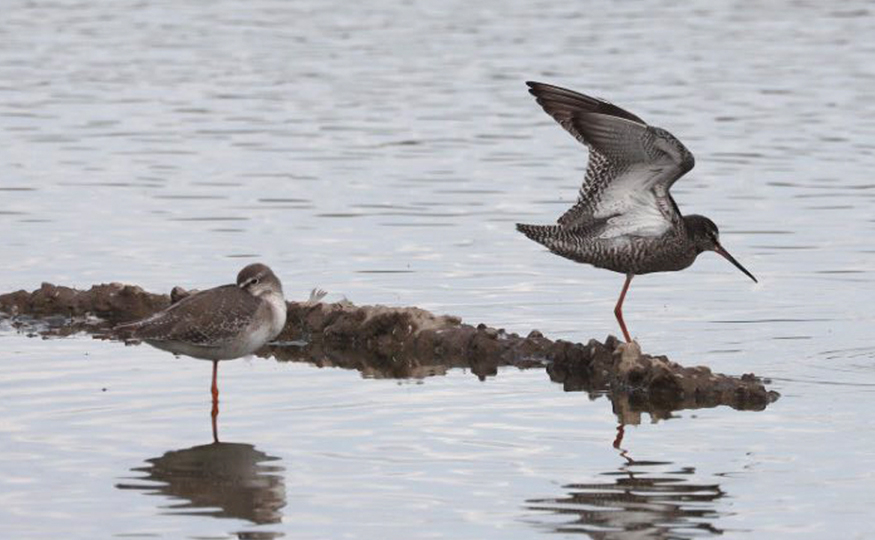 Busy with waders