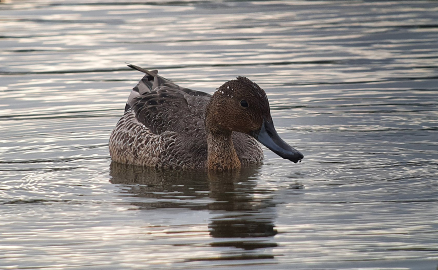 Winter ducks arriving