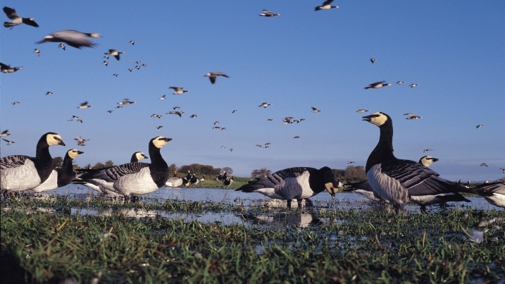 Barnacle Geese web.jpg