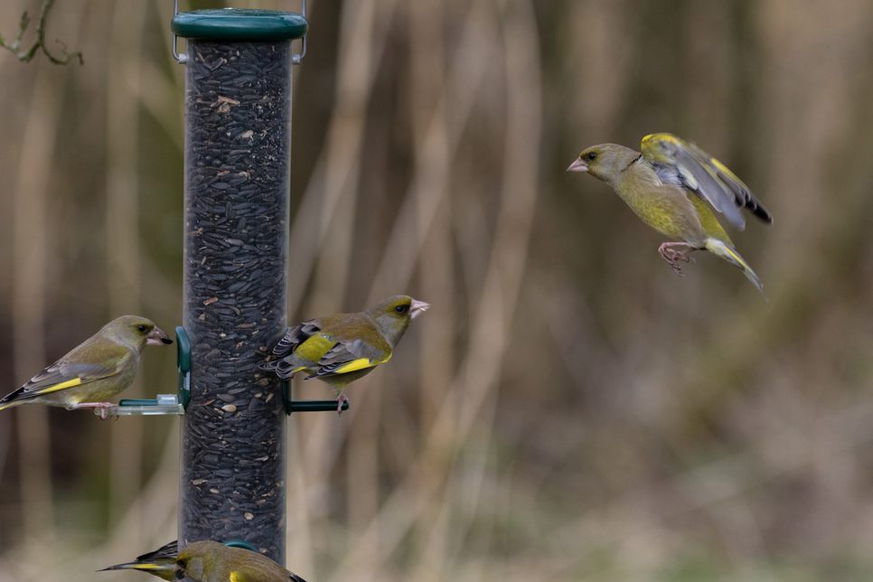 Hawthorn wood hide - Drawn to Water top tips