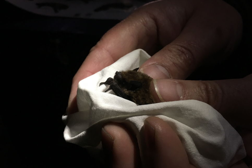 Soprano Pipistrelle In Hand 966x644.jpg