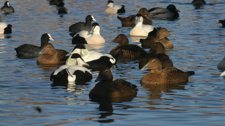 Male and female Eider ducks