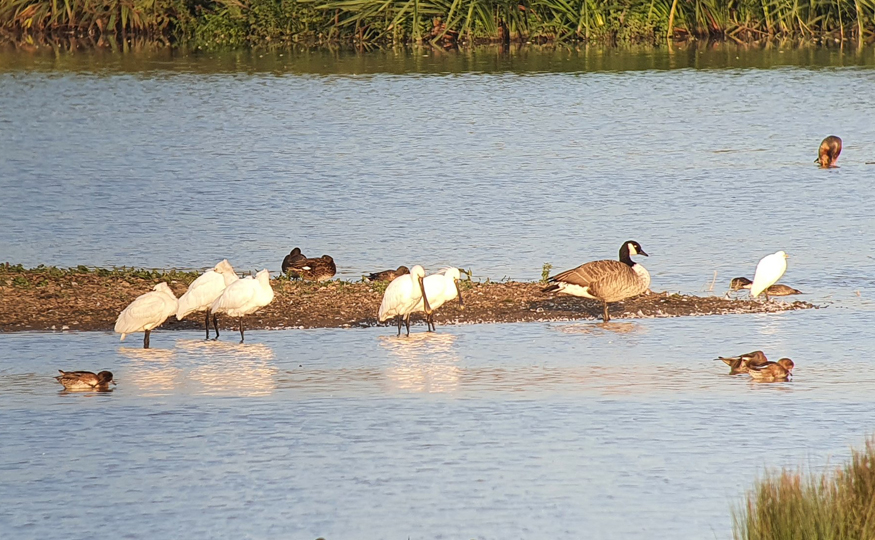 A Canteen of Spoonbills