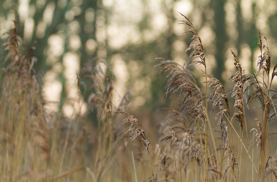 reedbeds AR.jpg