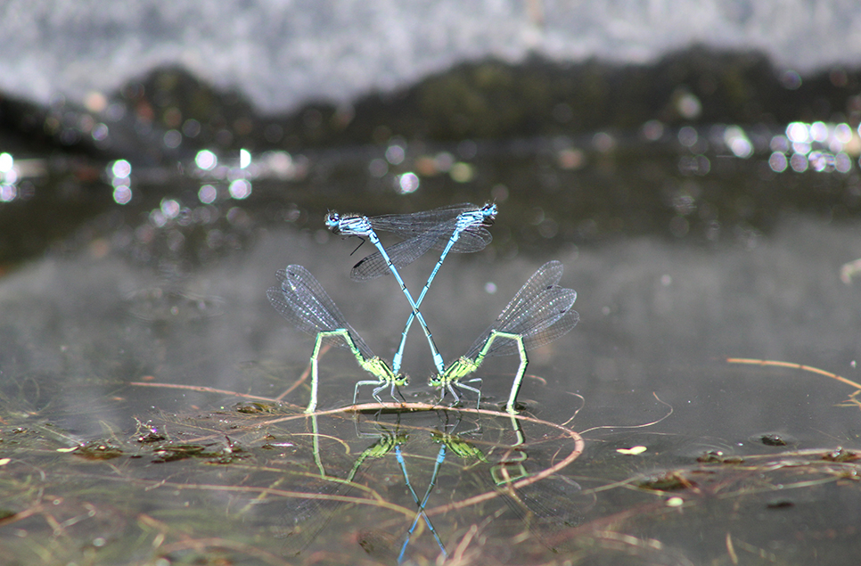 966 Emma damselflies egglaying.jpg