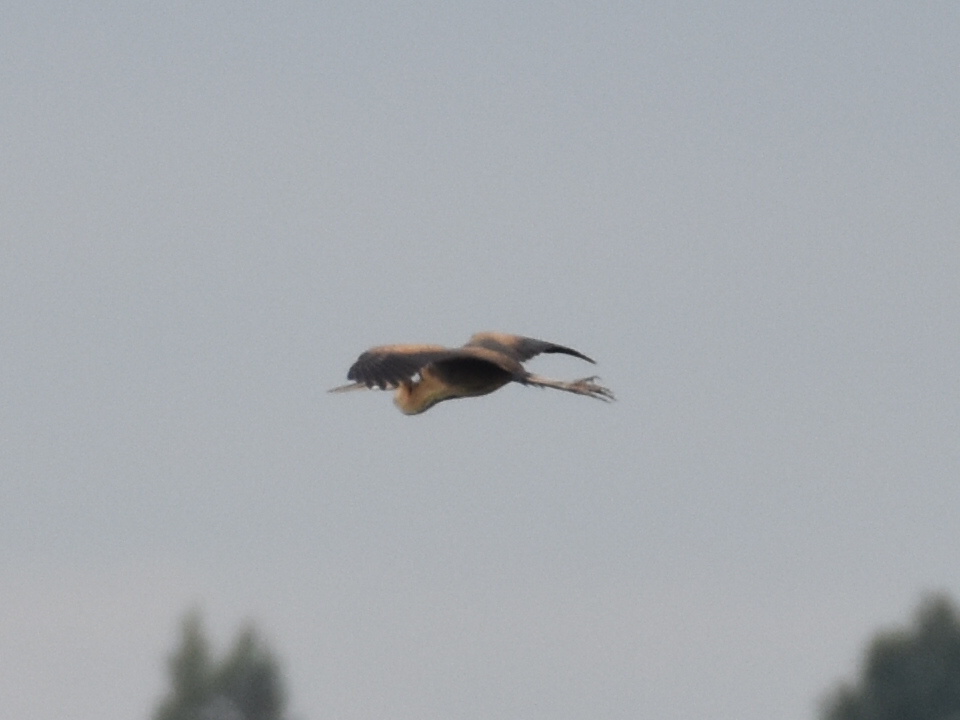 Latest Sightings - Purple Heron!