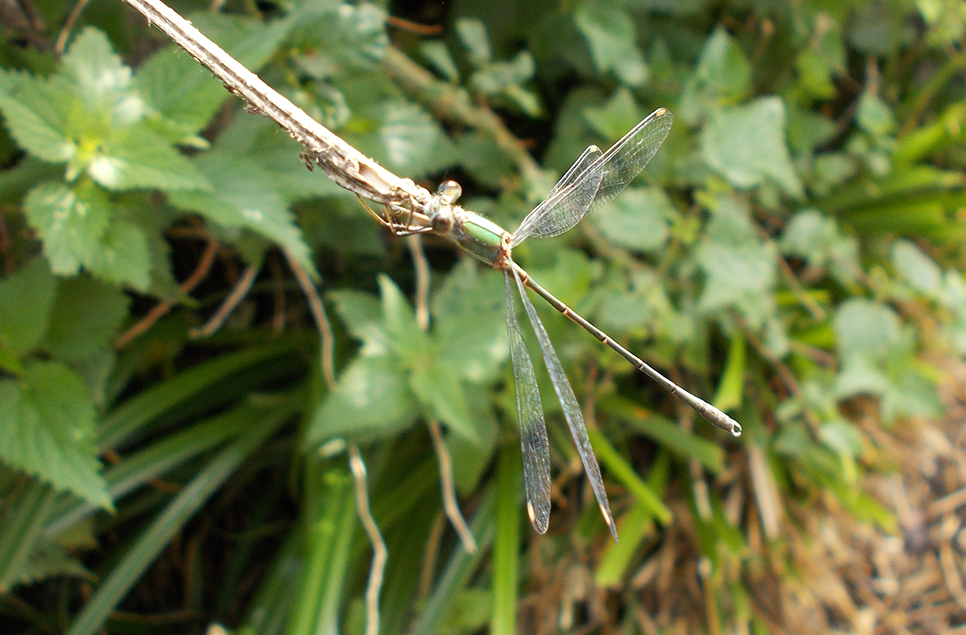 emerald green willow.jpg