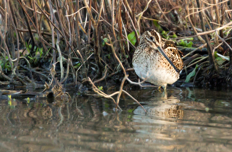 Autumn migration slowly begins