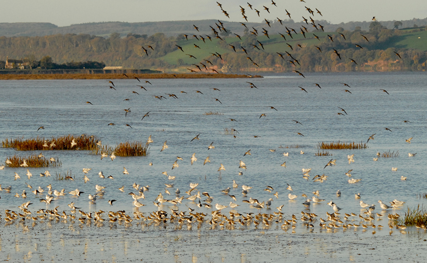 High tide counts