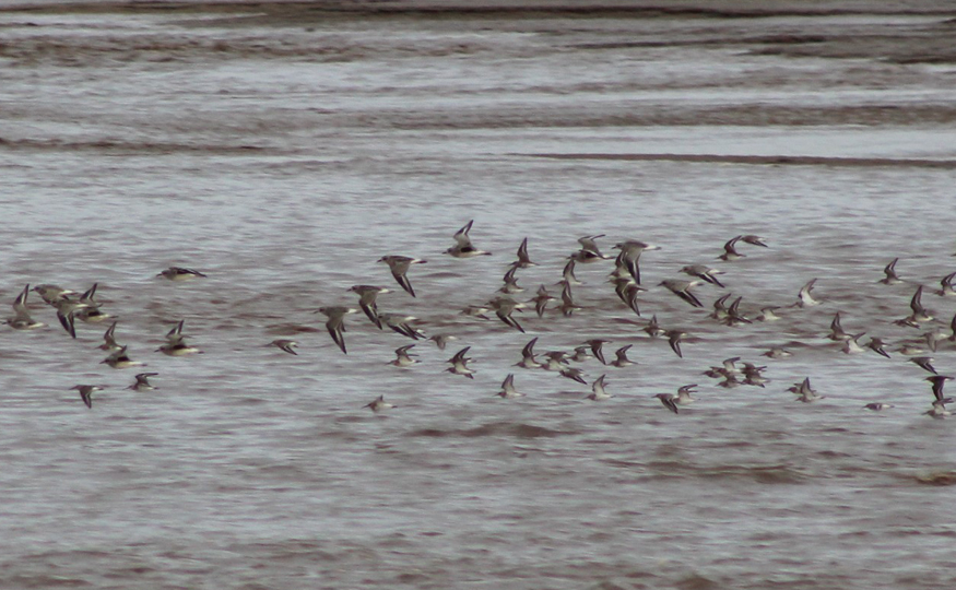 More estuary waders