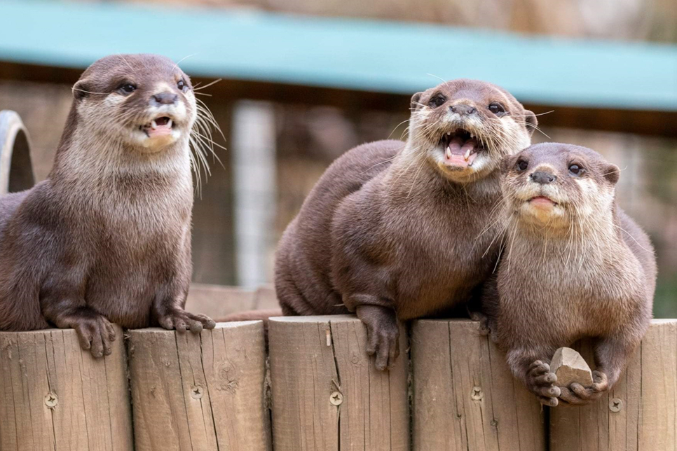 Family otters - Graham jordan 966x944.jpg