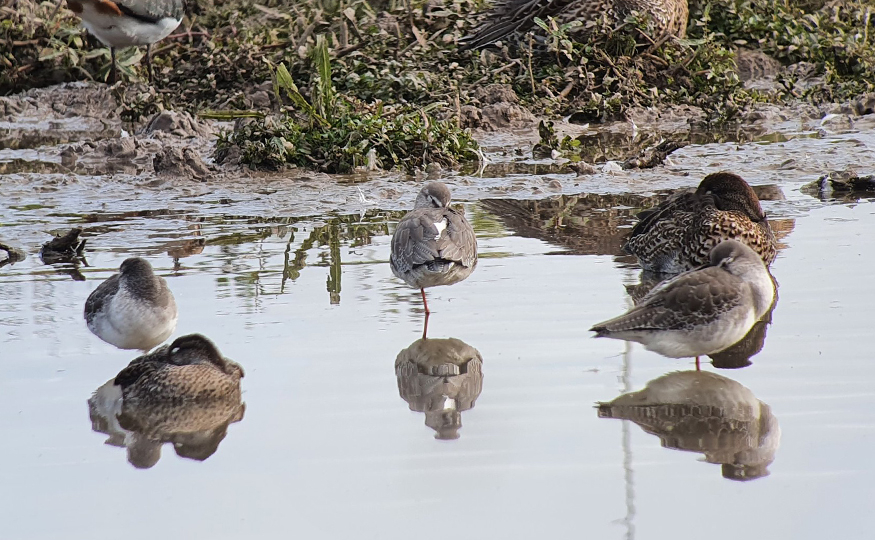 Wader action continuing